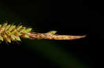 Great smokey mountain sedge